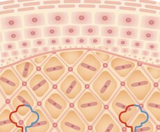 お肌の内部を描きます 化粧品の効果説明や皮膚の作りをわかりやすくお伝えします