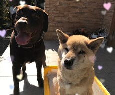 飼い犬の事で困っている方相談にのります イメージ1