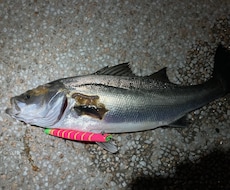 シーバス釣りについてお教えします イメージ1