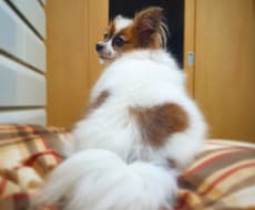 現役飼育員がペットのお悩み解決します イメージ1