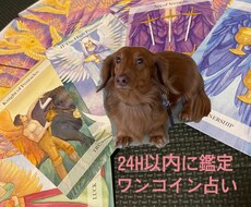 ワンコイン！ペットの気持ちをタロットで占います ペットに関するご相談をタロットと動物学からアドバイスします！