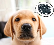 犬の躾けや問題行動の改善方法を教えます イメージ1