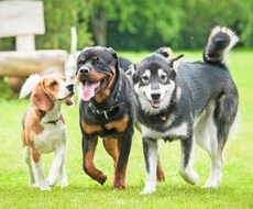 躾教室へ行く前に愛犬の相談に乗ります イメージ1