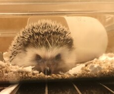 お話し相手にならさせていただきます イメージ1