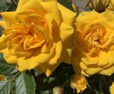 嫌いな人との上手な接し方教えます イメージ1