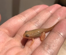 爬虫類、両生類の飼育方法を飼育員目線で教えます イメージ1
