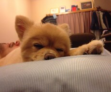 まーこのまこや。忙しいあなたの代わりに調べます どんなことでも、あなたの代わりに調べます！