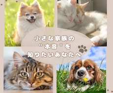 今そばにいる小さな家族の“心の声”読み解きます 【言葉を持たない家族の本音を、“波動”と“心”で紐解きます】