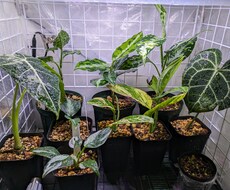 観葉植物に関するお悩み解決します イメージ1