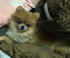 タロット占いやります 看護師が占うタロット占い。身体的な心配にもお答え致します。