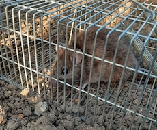 家庭菜園でのネズミの捕獲駆除を教えます イメージ1