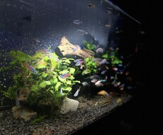 メダカ～熱帯魚まで相談のります イメージ1