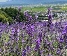 ７月迄お試し価格★北海道観光★１週間チャットします 広すぎる北海道をどうまわる？ドライブ狂いの北海道民が承ります