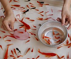 お祭りシーズン！金魚すくいの必勝法教えます イメージ1