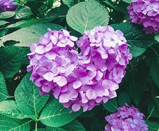 あの人の気持ちを丁寧に鑑定しお伝えします イメージ1