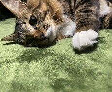 貴方の暇なお時間を雑談でうめます イメージ1