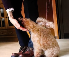 経験豊富な犬のスペシャリストがお悩み解決します イメージ1
