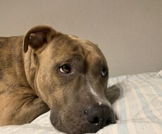 あなたの愛犬の深層心理を教えます イメージ1