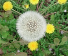 ペットロスで苦しむ方へ。カウンセリングします 1日5回までのやりとりで5日間、心を整えていきましょう