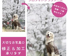 プロフォトグラファーが自然に美しくレタッチします イメージ1