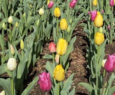 貴方様のお気持ちが、花開きます イメージ1