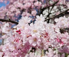 一眼レフカメラ、iPhoneで植物写真を撮影します 桜や木の葉等、季節に合わせた写真やご要望のお写真を撮影します