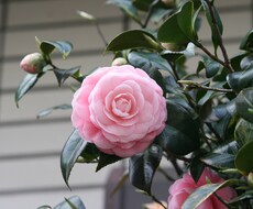 彩りを加えたい時に。綺麗な写真提供します イメージ1
