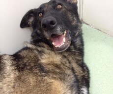 あなたの愛犬のお悩み解決します イメージ1
