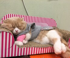 子どもから大人まで、希望に合わせ英語教えます イメージ1