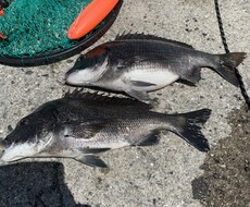 クロダイ釣りのウキフカセが上達するコツを提供します イメージ1