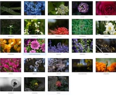 ワンランク上のお花写真★被りにくい写真提供します イメージ1