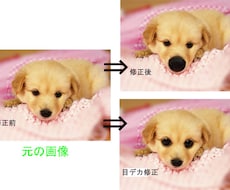 可愛いペットの”うっとりデカ鼻”画像作ります。