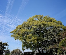 相手の気持ちを視ます 本質から考え直したい方へ★気持ち、未来、アドバイス