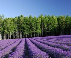 本日1時間以内鑑定可・タロット占いします タロット占い恋愛、仕事、金運など鑑定します。お気軽に！