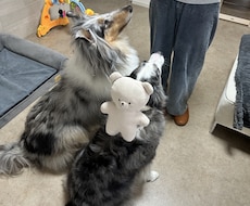 愛犬の間取りや内装の悩みをプロが解決します 現場監理15年×愛犬家！安全な間取りや内装をアドバイス