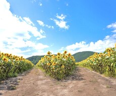 どちらを選んだ方がいい？最善の選択を占います ⭐︎デビュー記念！先着5名様特別価格⭐︎