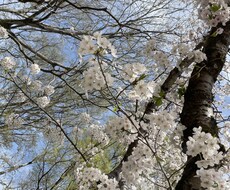 電話相談:あなたの声に耳を傾けます イメージ1