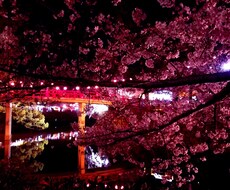桜の写真販売してます イメージ1