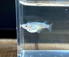 メダカの飼育をサポートします イメージ1