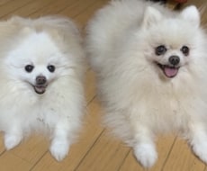 お星さまのペットさんからのメッセージをお伝えします イメージ1