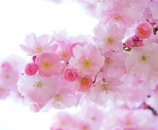 リピーター様専用☆３週間のお抱え占い師になります 感謝を込めて！！占い放題のサービス商品