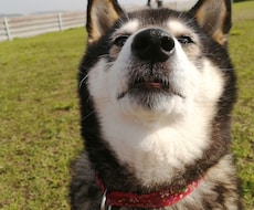犬猫介護の相談乗ります イメージ1