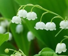 保健師、心理相談員がメンタル、恋愛、健康相談します イメージ1