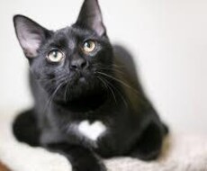 ねこちゃんのお世話の相談乗ります イメージ1