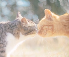 猫島撮影！出張撮影してきます イメージ1
