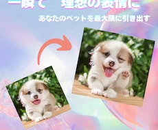 奇跡の一枚にあなたのペットを理想の表情に加工します イメージ1
