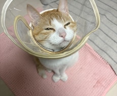 愛玩動物看護師がペットのお悩み解決します イヌネコ(エキゾチック応相談)愛玩動物看護師にお悩み相談
