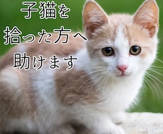 子猫を拾った方へ|育て方を動物看護師が教えます 動物看護師が丁寧にアドバイスします