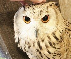 キャッチコピーを作成します 効果的なコピーであなたの売上に貢献致します！