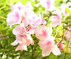 ツツジの写真あります イメージ1